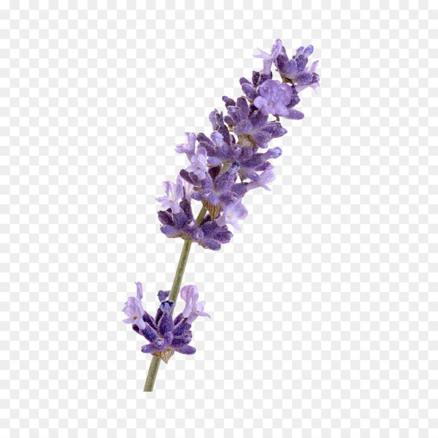 English lavender French lavender Flower - others png download - 2362*2362 - Free Transparent English Lavender png Download.