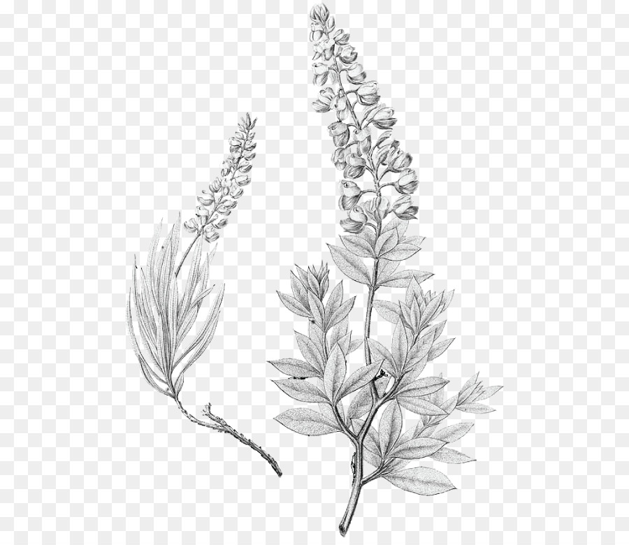 Lupinus texensis Bluebonnet Drawing Texas - others png download - 553*774 - Free Transparent Lupinus Texensis png Download.