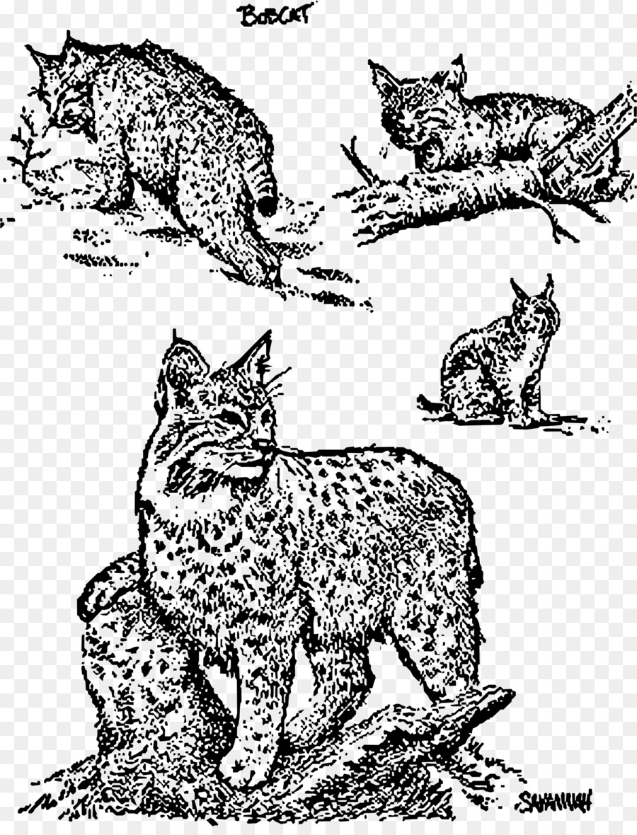 Whiskers Wildcat Bobcat Clip art - Cat png download - 1824*2368 - Free Transparent Whiskers png Download.
