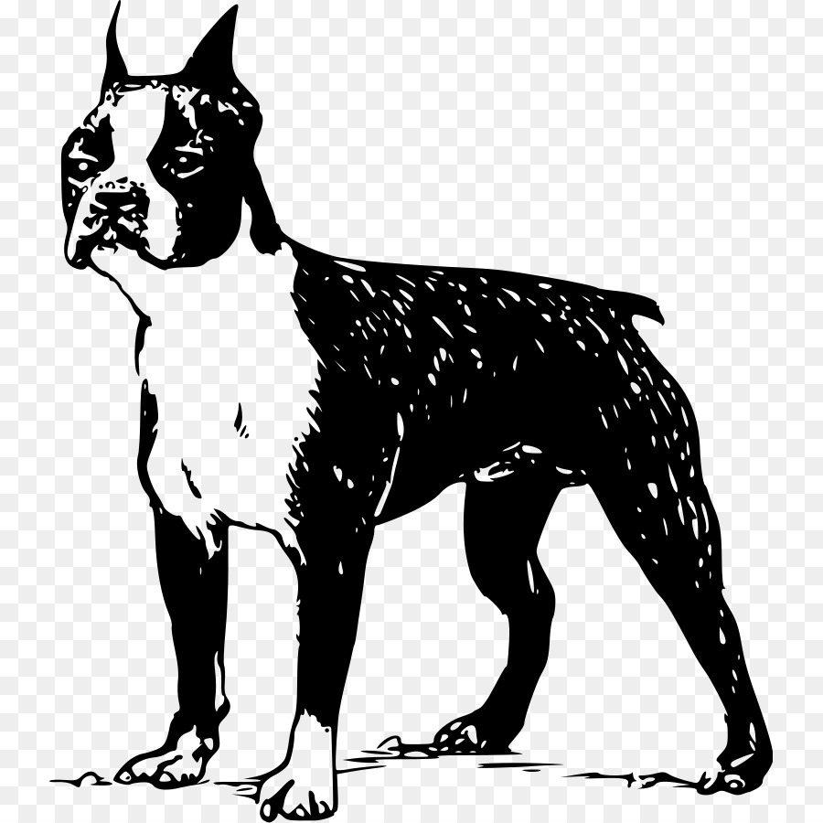 Boston Terrier French Bulldog Puppy Clip art - Cartoon Bull Terrier png download - 791*900 - Free Transparent Boston Terrier png Download.