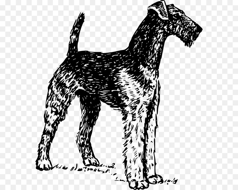 Airedale Terrier Bull Terrier Boston Terrier Welsh Terrier Cairn Terrier - yorkshire rose vector png download - 633*720 - Free Transparent Airedale Terrier png Download.