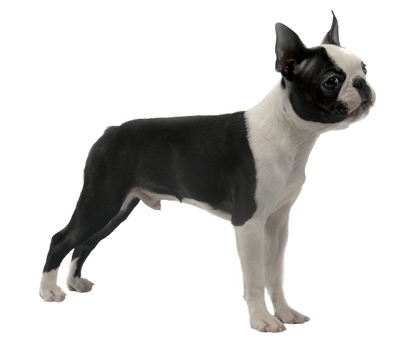 Boston Terrier Toy Bulldog Valley Bulldog Dog breed English White ...