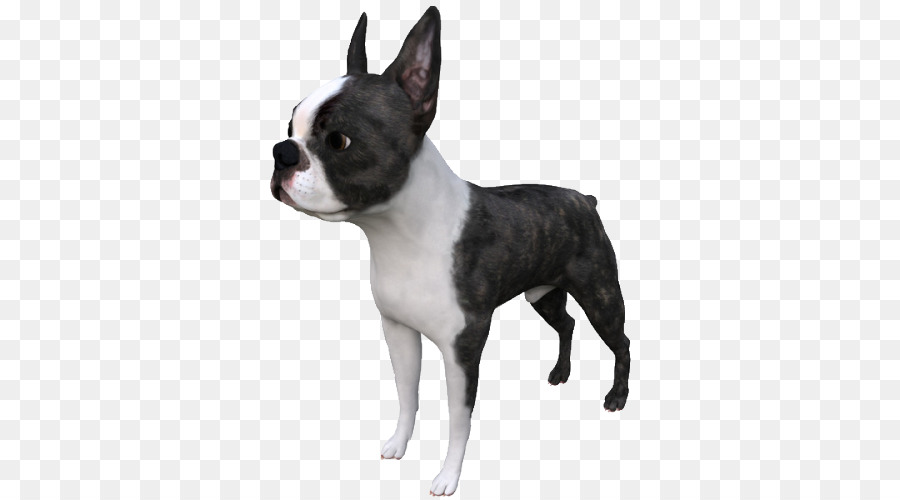 Boston Terrier Dog breed Autodesk 3ds Max TurboSquid STL - others png download - 500*500 - Free Transparent Boston Terrier png Download.