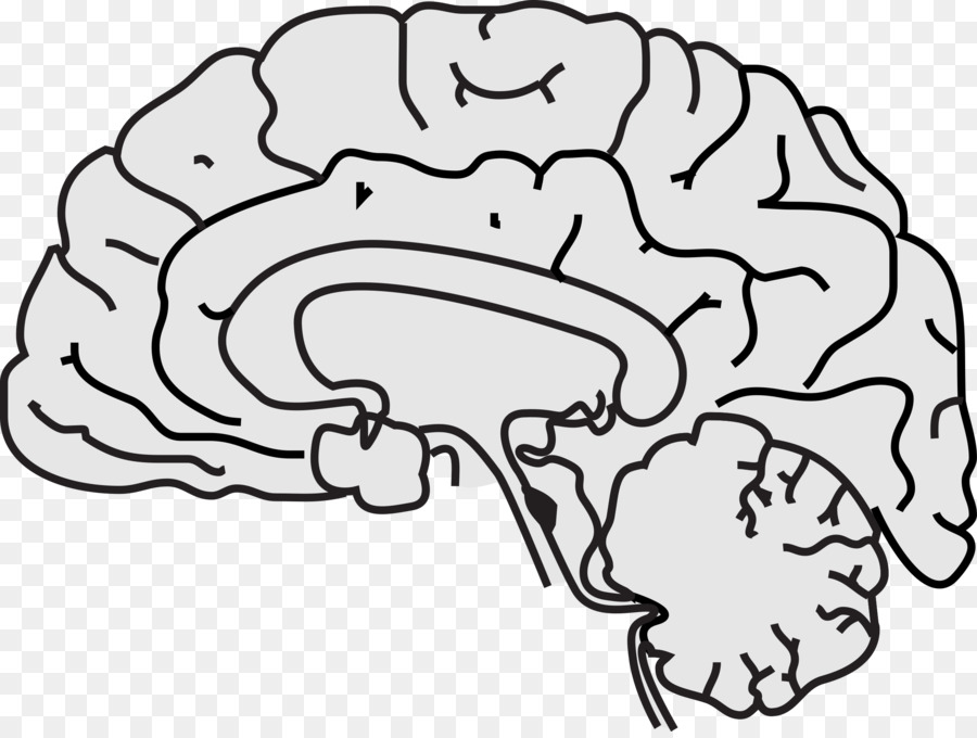 Human brain Grey matter Clip art - White Brain Cliparts png download - 2400*1797 - Free Transparent  png Download.