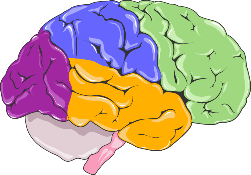 Brain Central Nervous System Neurology Human Body Brain Png Download