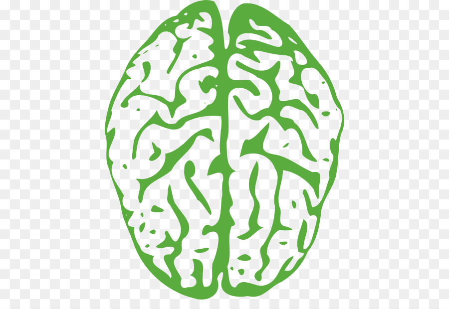Human brain Drawing Clip art - Brain Cliparts Transparent png download - 480*601 - Free Transparent  png Download.