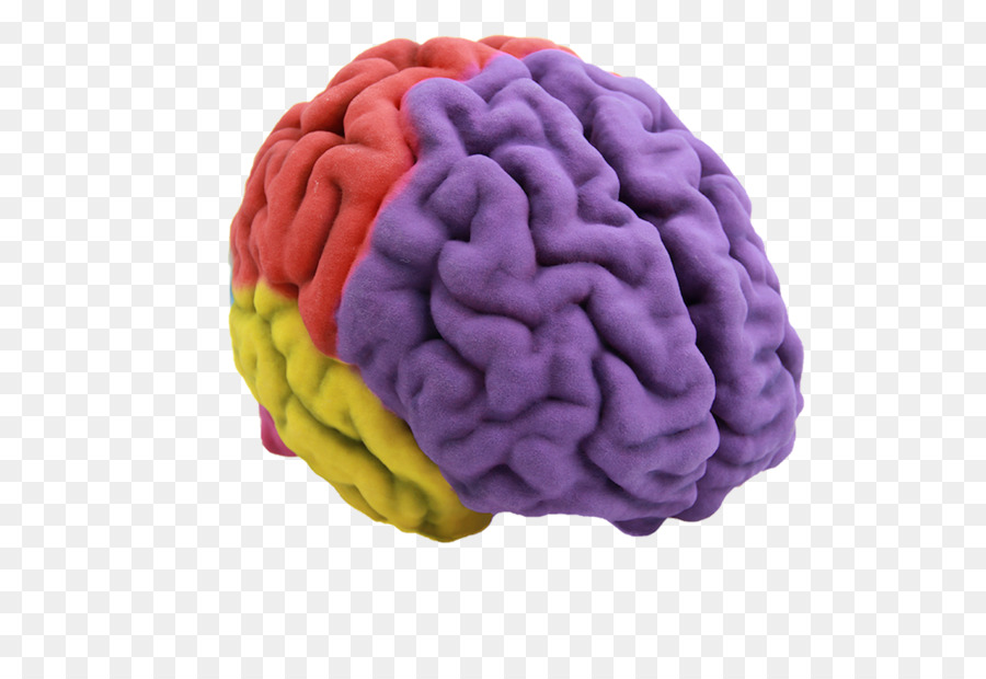 Human brain 3D printing Anatomy - Brain png download - 1024*683 - Free Transparent  png Download.