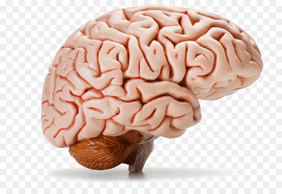 The Human Brain Human body Homo sapiens - Brain png download - 1024*683 - Free Transparent  png Download.