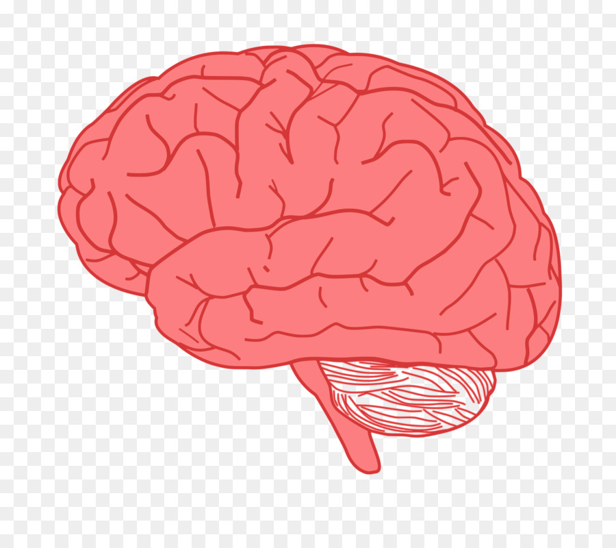 Human brain Clip art - Brain png download - 2400*2109 - Free Transparent  png Download.