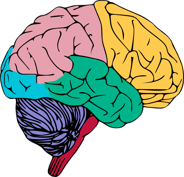 Human brain Free content Public domain Clip art - Brain Cliparts ...