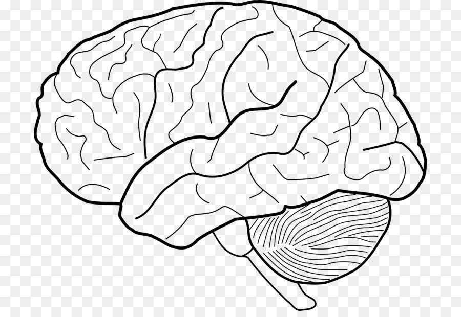 Drawing Human brain Sketch - Brain png download - 768*608 - Free Transparent  png Download.