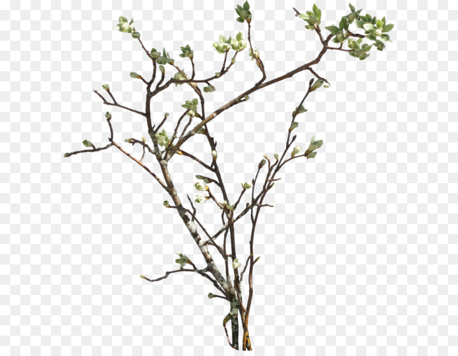 Twig Twilight and Homecoming Leaf Plant stem Pattern - Branch Png Picture png download - 800*849 - Free Transparent Branch png Download.