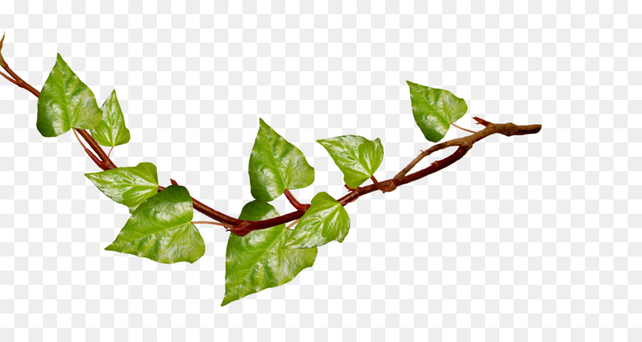 Branch Clip art - Green Branch Cliparts png download - 3600*1873 - Free Transparent Branch png Download.