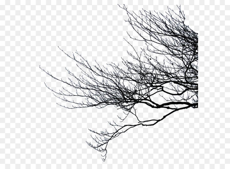 Branch Clip art - Branch Png Pic png download - 900*907 - Free Transparent Branch png Download.