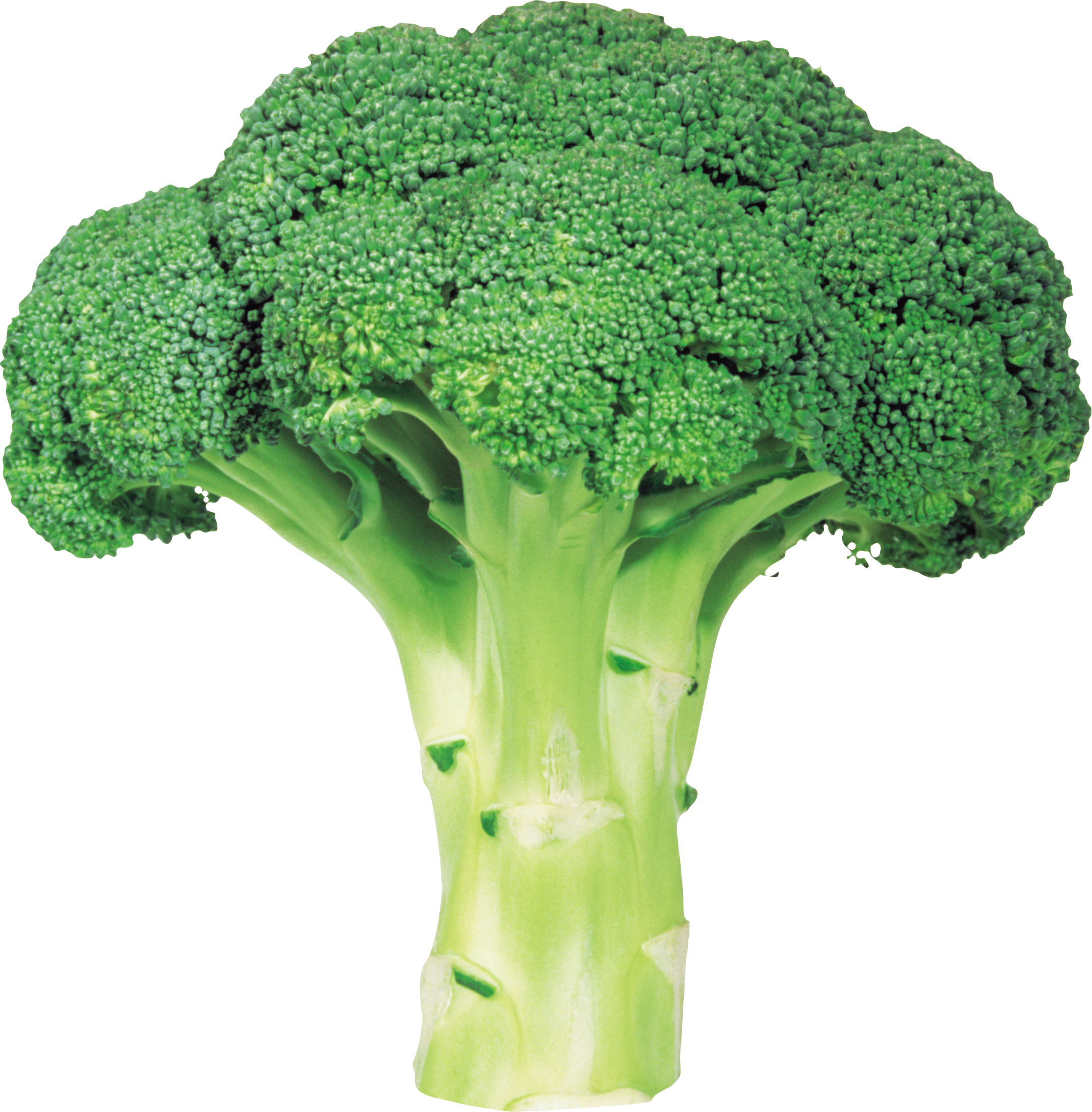 transparent background broccoli png
