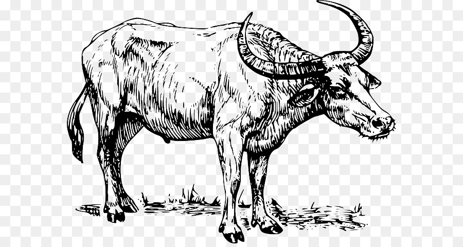 Water buffalo Drawing Clip art - others png download - 640*473 - Free Transparent Water Buffalo png Download.