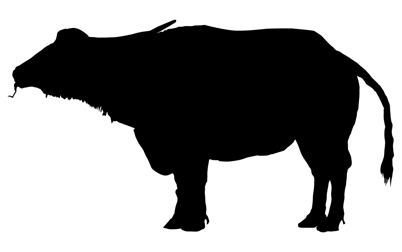 Water buffalo Silhouette American bison Clip art - Silhouette png ...