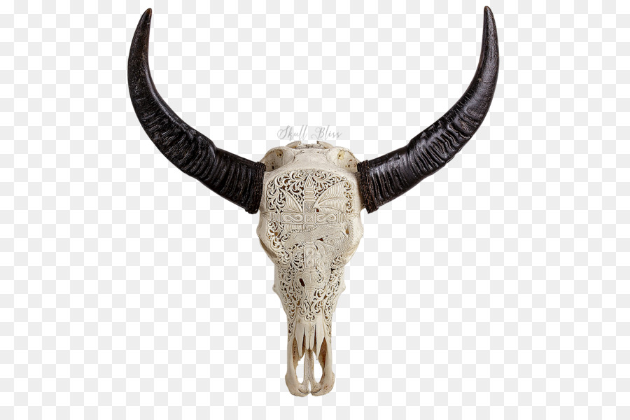 Cattle Horn Human skull symbolism Animal Skulls - buffalo skull png download - 600*600 - Free Transparent Cattle png Download.
