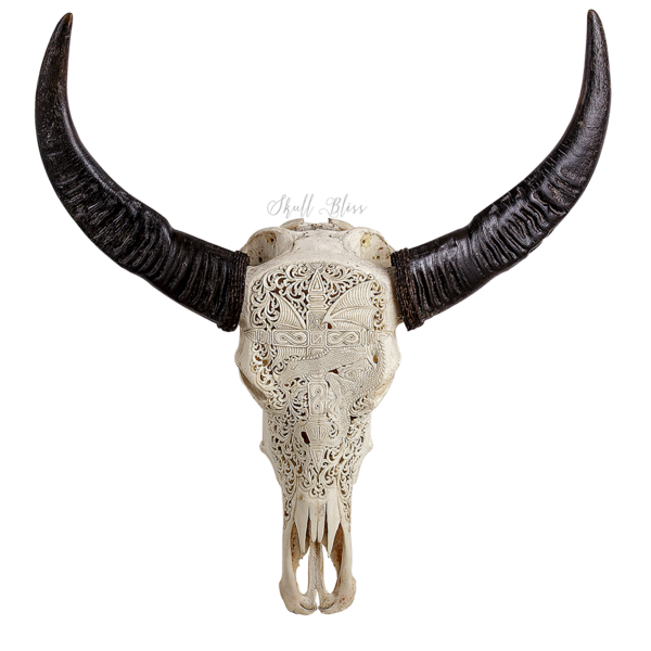 Cattle Horn Human skull symbolism Animal Skulls - buffalo skull png ...