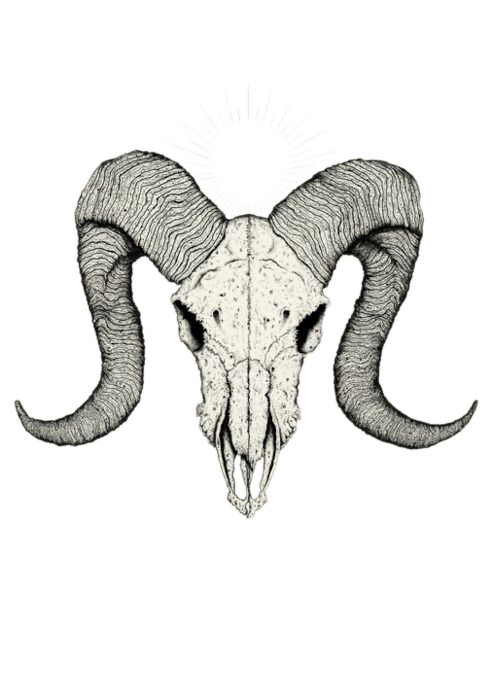 Skull Tattoo Drawing Sketch - Goat skull png download - 493*700 - Free ...