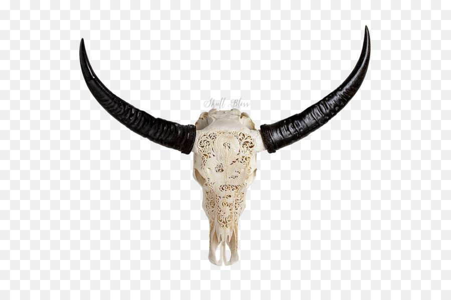 Horn Cattle Skull African buffalo Water buffalo - buffalo skull png download - 600*600 - Free Transparent Horn png Download.