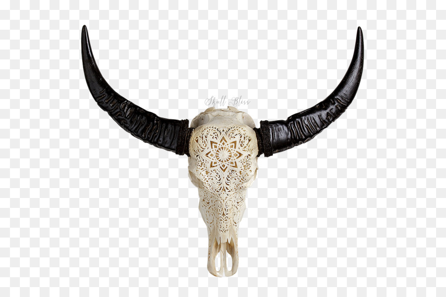 Cattle Horn Animal Skulls Water buffalo - buffalo skull png download - 600*600 - Free Transparent Cattle png Download.