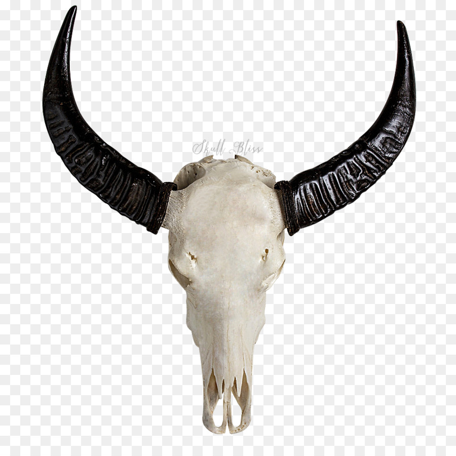 Horn Skull Bone Cattle Carving - buffalo skull png download - 960*960 - Free Transparent Horn png Download.