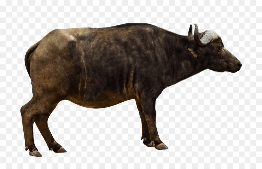 African buffalo Stock photography Royalty-free Image American bison - buffalos ornament png download - 850*567 - Free Transparent African Buffalo png Download.