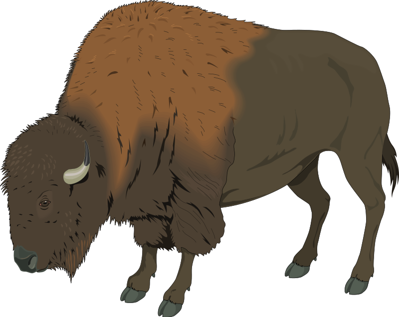 American bison Deer Clip art - Bison PNG Transparent Image png download ...