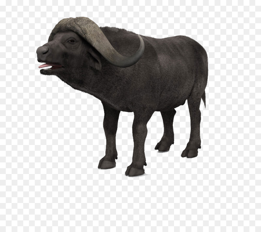 Portable Network Graphics 3D computer graphics Water buffalo Image Transparency - hayley scamurra png buffalo png download - 1000*870 - Free Transparent 3D Computer Graphics png Download.