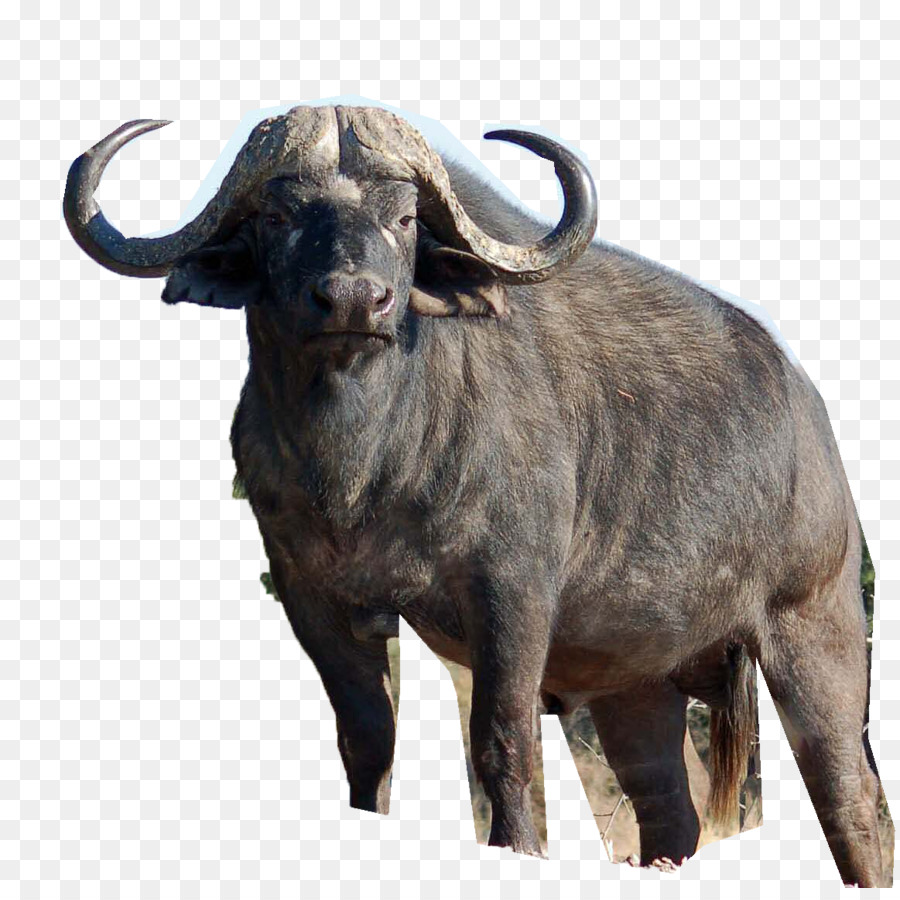 Africa Water buffalo American bison Deer Lion - buffalo png download - 1163*1148 - Free Transparent Africa png Download.
