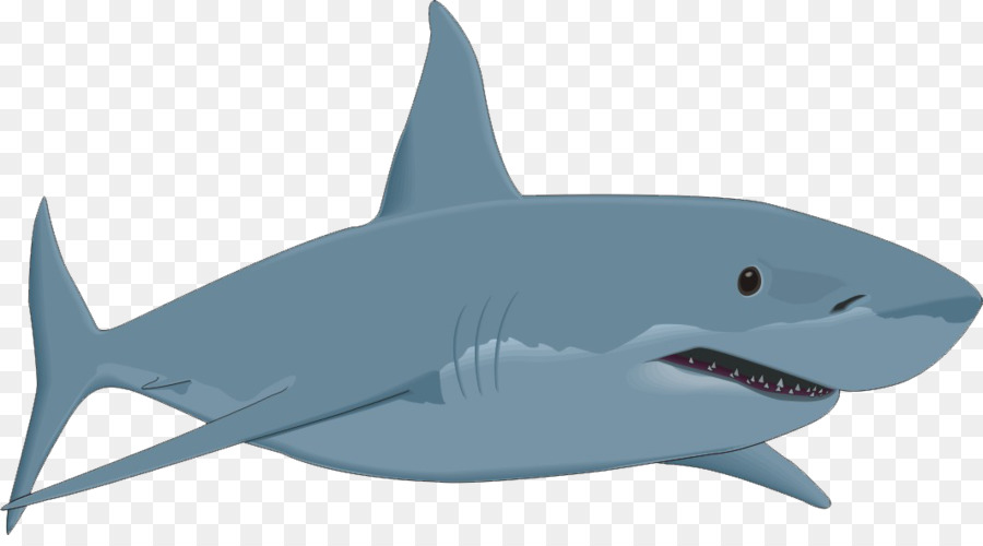 Bull shark Clip art - shark,shark png download - 1064*579 - Free Transparent Shark png Download.