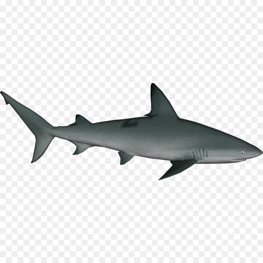 Sandbar shark Tiger shark Bull shark Great white shark Oceanic whitetip shark - oceanic whitetip shark png download - 1015*1015 - Free Transparent Sandbar Shark png Download.