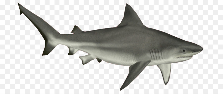 Bull shark Cartilaginous fishes Clip art Portable Network Graphics - shark png download - 800*375 - Free Transparent Shark png Download.