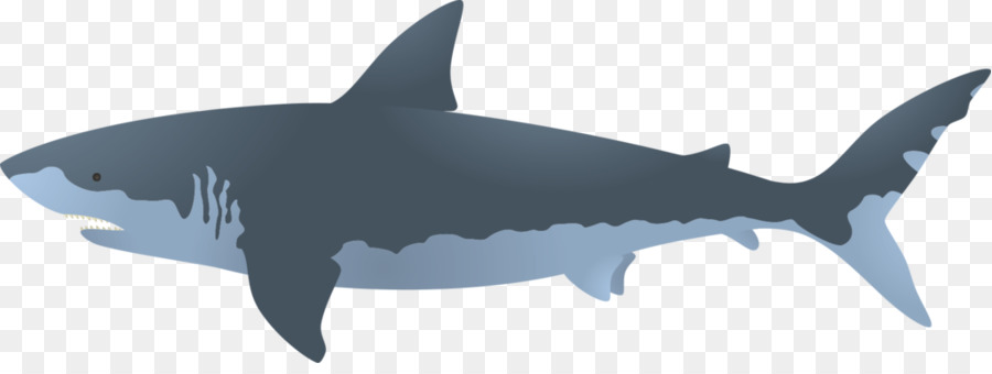 Great white shark Bull shark Clip art - Pivot Animator png download - 1024*376 - Free Transparent Shark png Download.