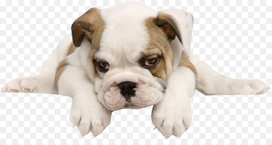 French Bulldog Toy Bulldog American Bulldog Puppy - Tummy Happy Dog png download - 913*469 - Free Transparent  Bulldog png Download.