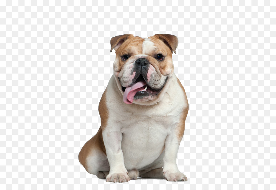 French Bulldog Old English Bulldog Pug American Bulldog - dog png download - 433*605 - Free Transparent  Bulldog png Download.