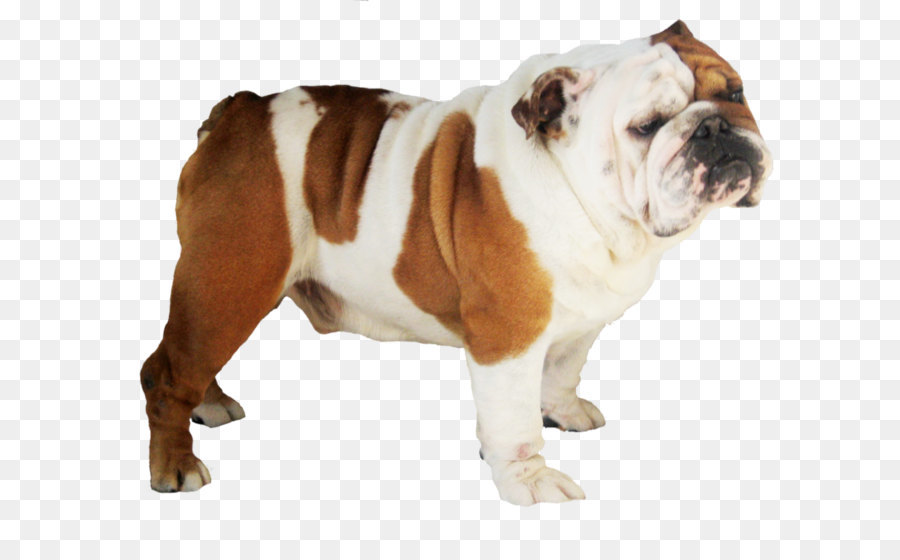 French Bulldog Pit bull Pug iPhone 8 - Bulldog Transparent png download - 800*672 - Free Transparent  Bulldog png Download.
