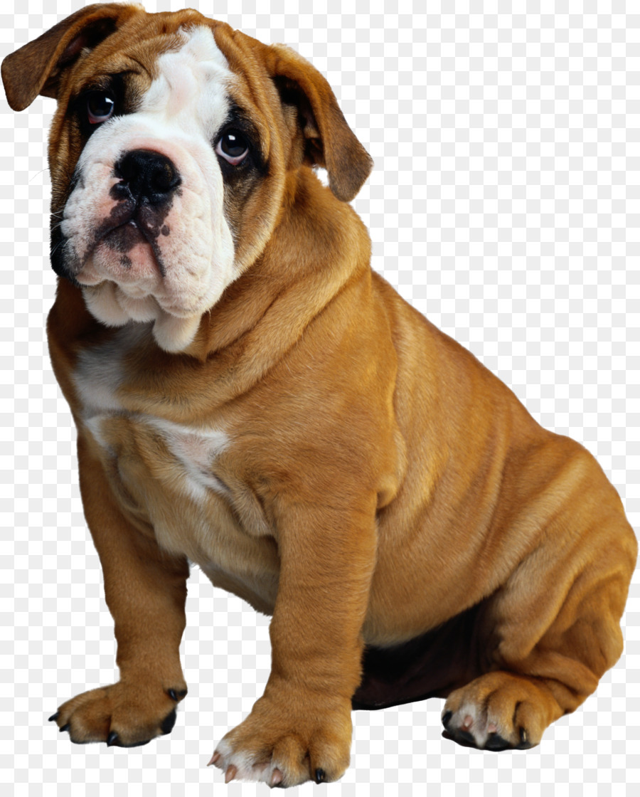 Bulldog Puppy Window Roof Siding - puppy png download - 2197*2715 - Free Transparent  Bulldog png Download.