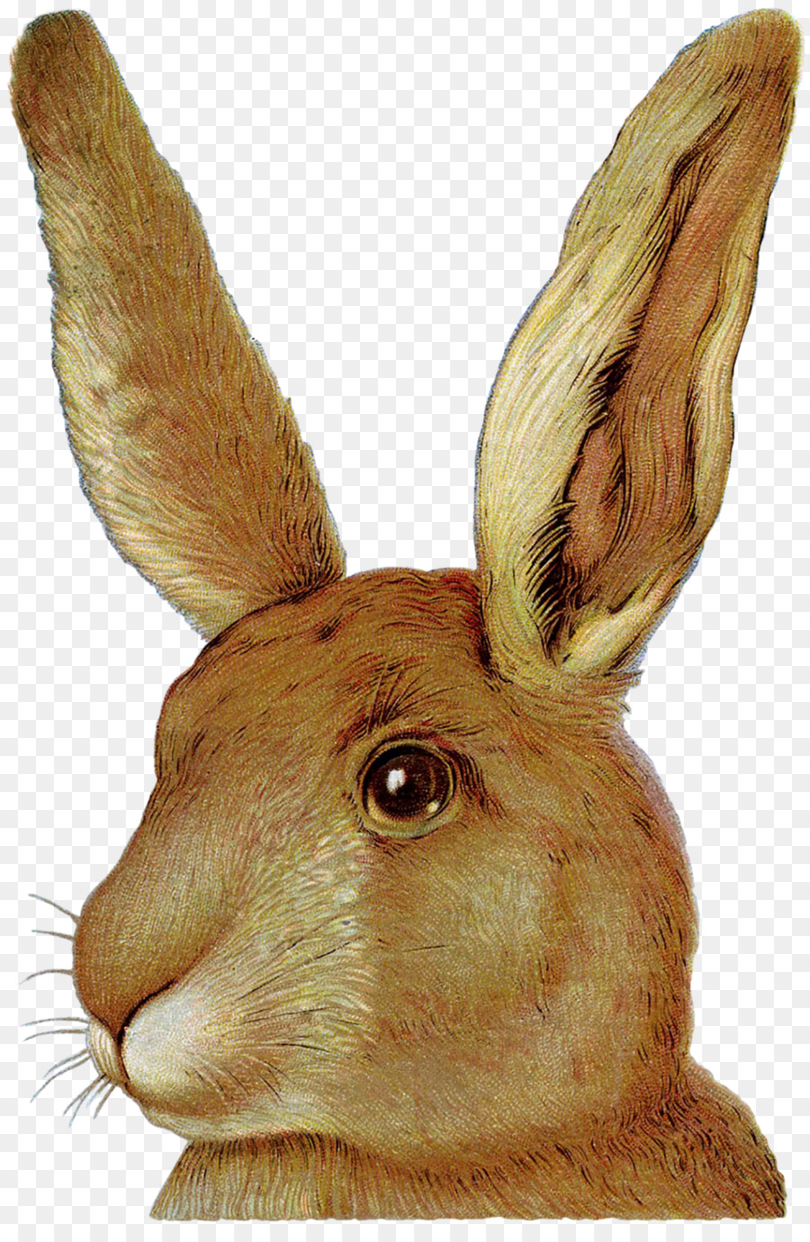 Easter Bunny European rabbit Domestic rabbit - bunny peep outline png hare rabbit png download - 1187*1800 - Free Transparent Easter Bunny png Download.