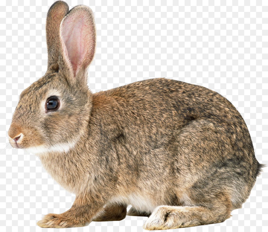 Easter Bunny Hare Cottontail rabbit Domestic rabbit European rabbit - rabbit png download - 1936*1668 - Free Transparent Easter Bunny png Download.