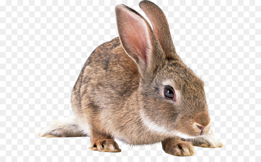 Domestic rabbit Hare Clip art - Gray rabbit PNG image png download - 1880*1564 - Free Transparent Easter Bunny png Download.
