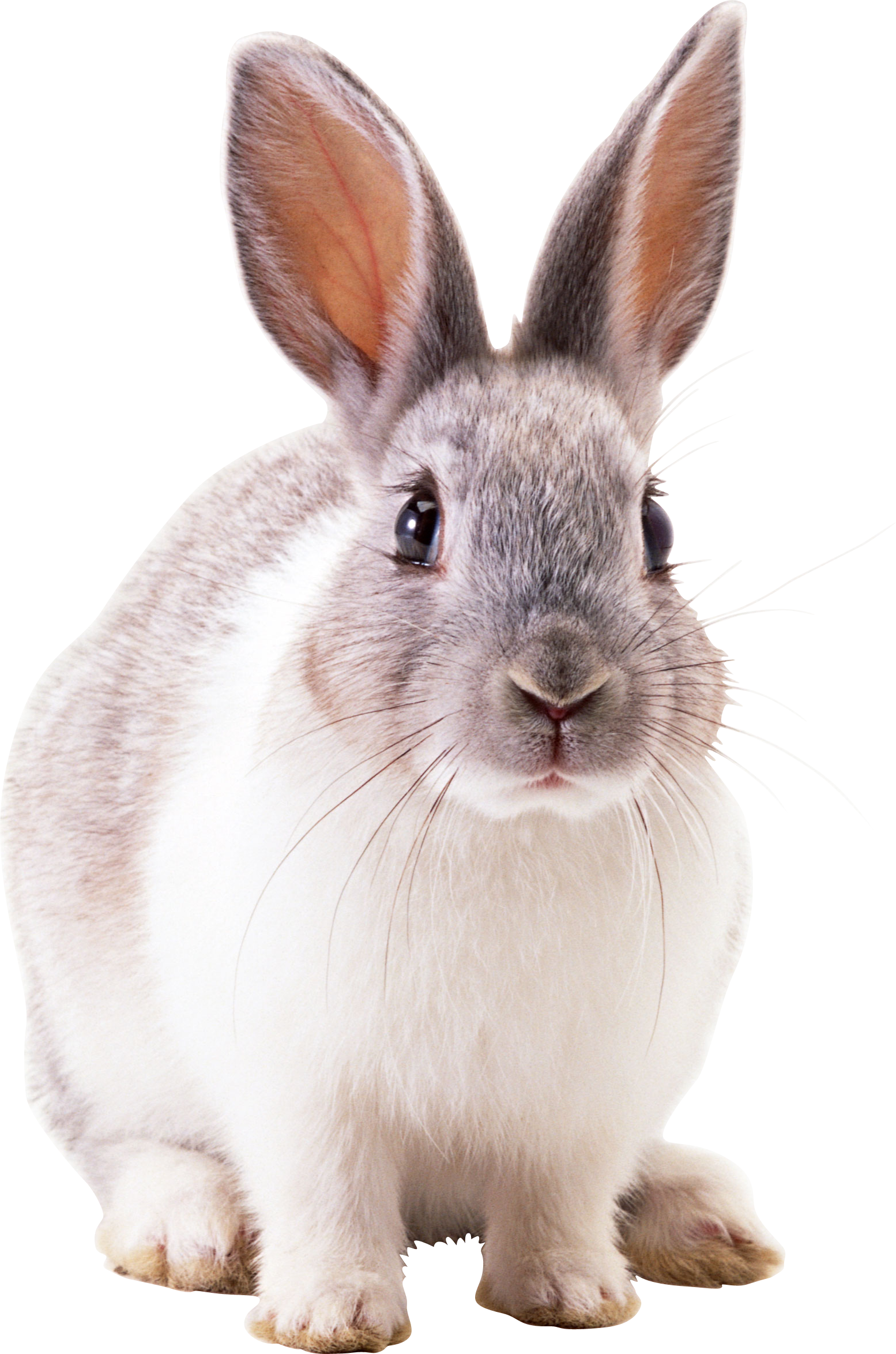 Rabbit Clip Art White Rabbit Png Image Png Download 24532870 - Vrogue