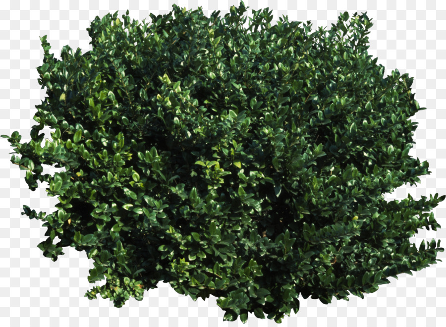 Tree Shrub Transparency and translucency Clip art - bushes png download - 1456*1058 - Free Transparent Tree png Download.