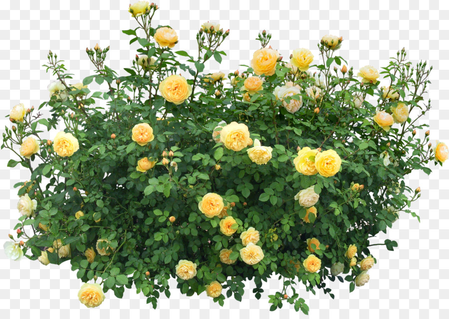 Shrub Flowering plant Rose - bushes png download - 1579*1111 - Free Transparent Shrub png Download.