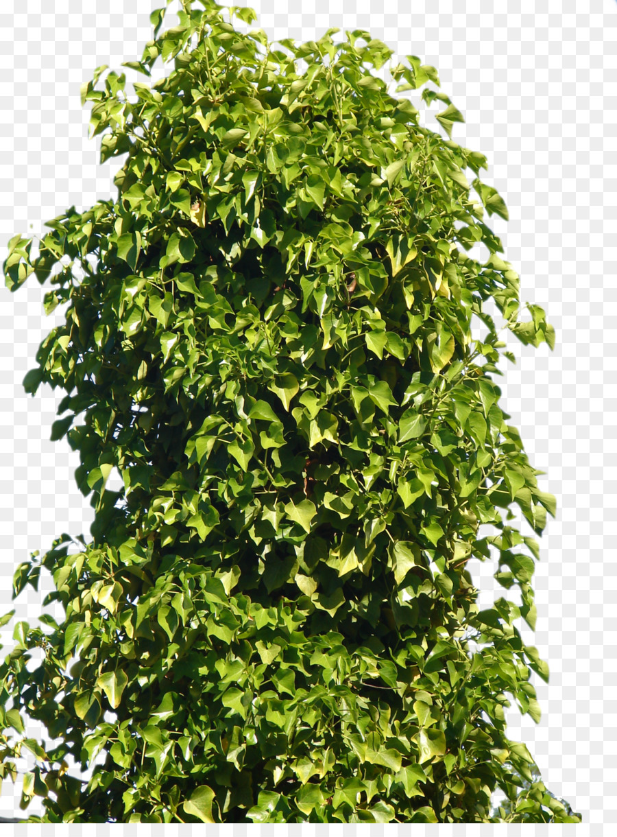 Plant Shrub Tree - Tree Bushes Png png download - 1280*1707 - Free Transparent Plant png Download.
