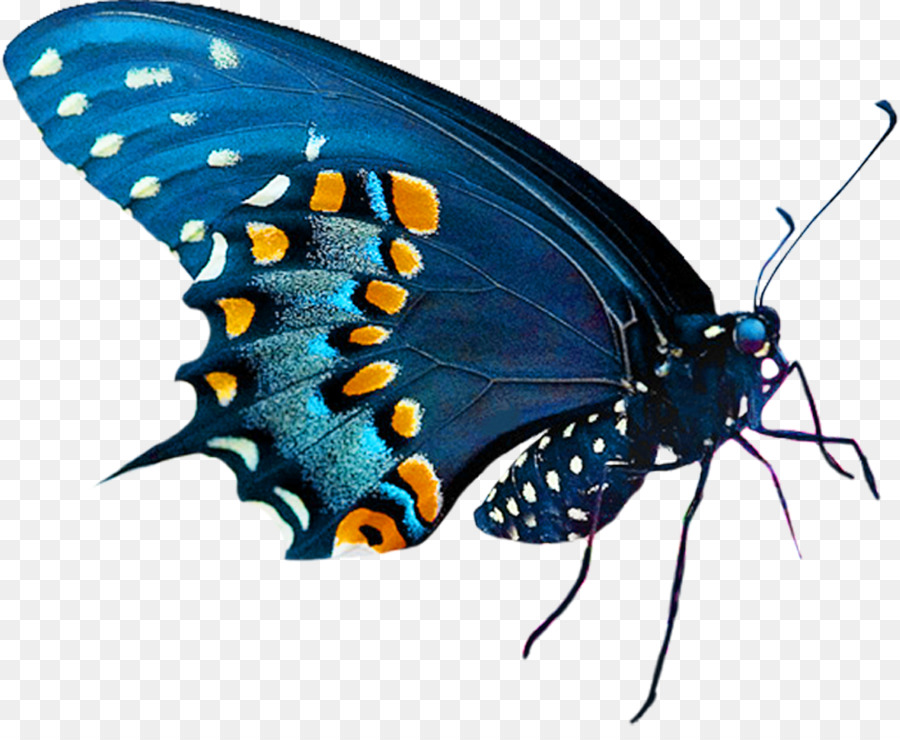 Butterfly Clip art - butterfly png download - 983*793 - Free Transparent Butterfly png Download.