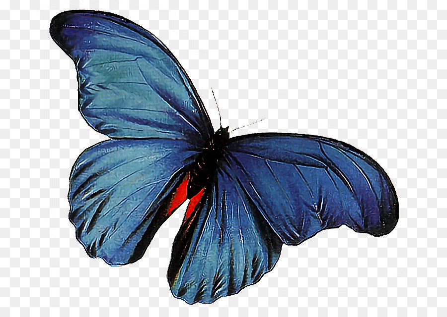 Butterfly Animation - butterfly png download - 750*624 - Free Transparent Butterfly png Download.