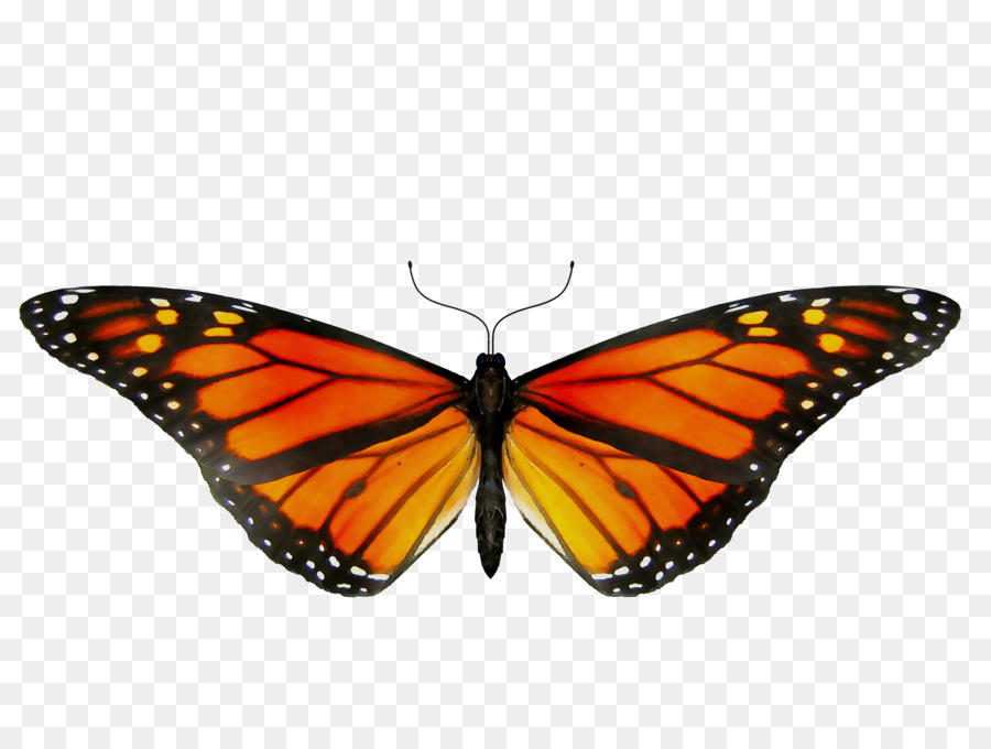 Monarch butterfly GIF Clip art Insect -  png download - 3936*2952 - Free Transparent Butterfly png Download.