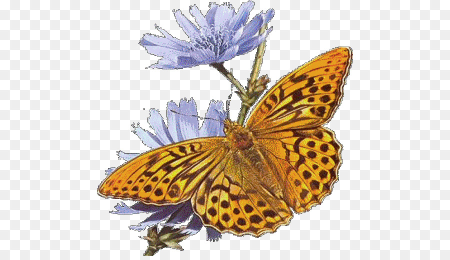 GIF Portable Network Graphics Clip art Butterfly animation - chicory png wiki png download - 512*512 - Free Transparent Butterfly png Download.